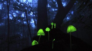 Fenomén - noční houbaření