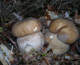 Velikonoční houbičky