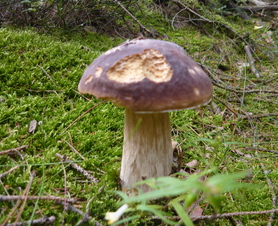 Odpolední houby