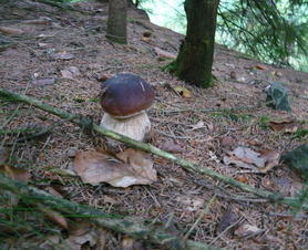 Odpolední houby