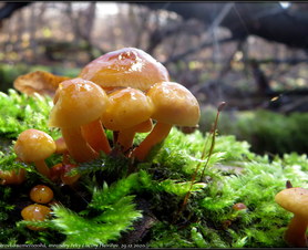 Zimní houbičky z přelomu roku v Havířově.