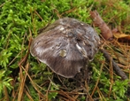 Včera (5.11.) Plánsko - veselé podzimní houby