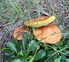 Je tahle houba jedla?